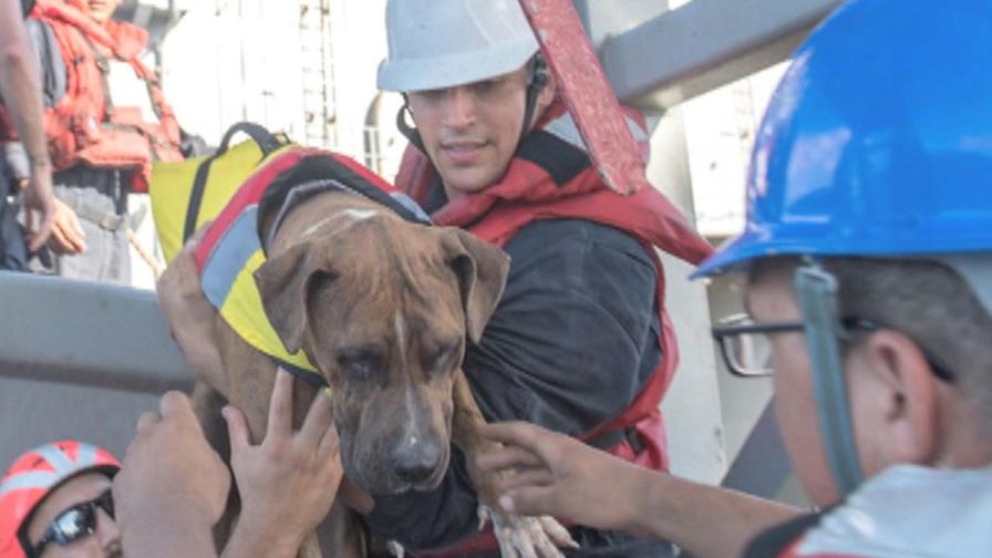 Sailors and their dogs rescued after five months drifting at sea